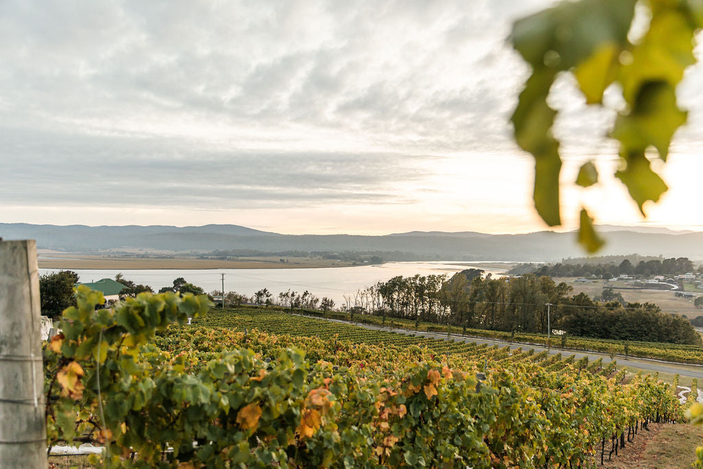 Explore Tasmania's thriving Wine industry!