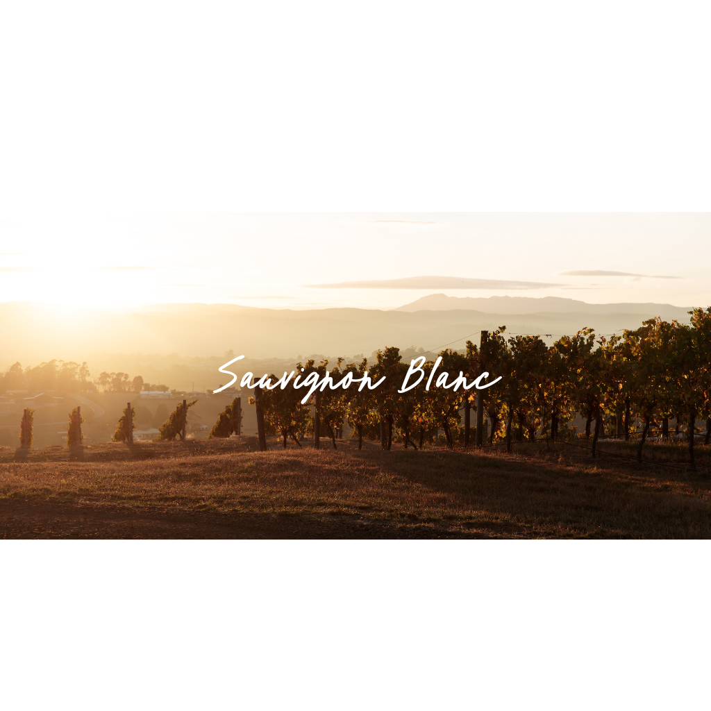 Sauvignon Blanc