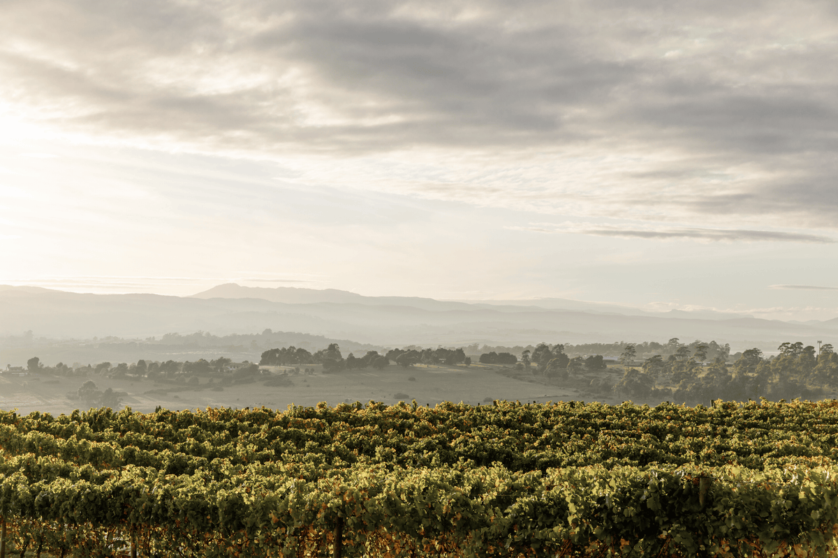 Fiano