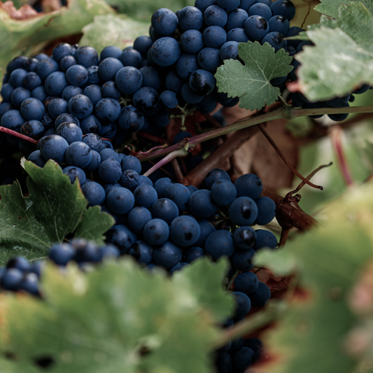 Wildstate Wines Gift Card